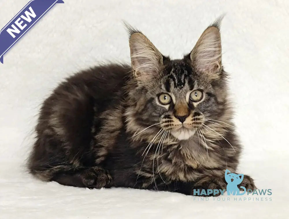 Kamalia Maine Coon female black tabby live animals