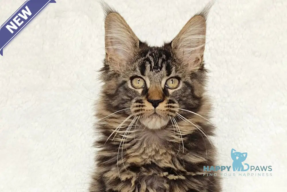 Kamalia Maine Coon female black tabby live animals