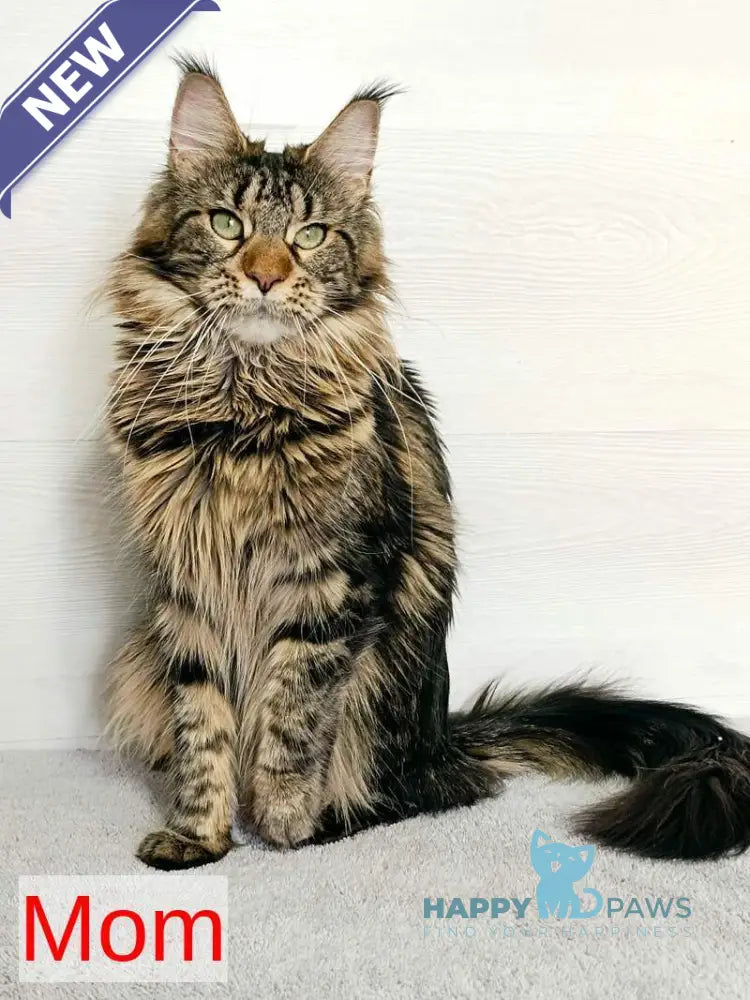 Kamalia Maine Coon female black tabby live animals