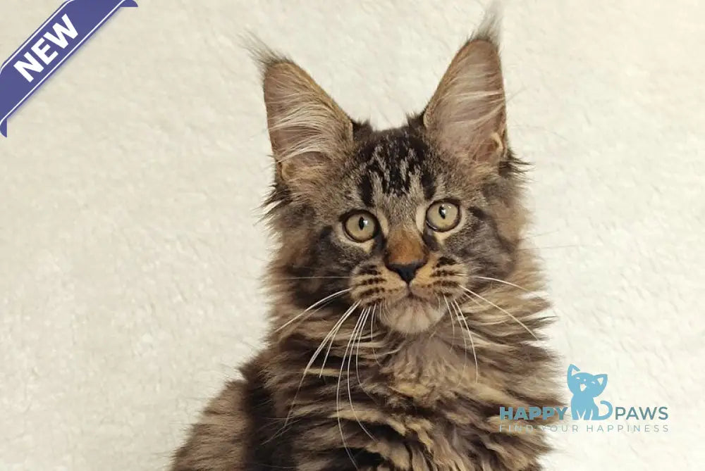 Kamalia Maine Coon female black tabby live animals