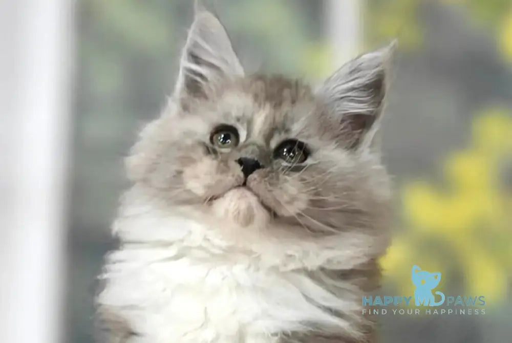 Kamila Maine Coon female black silver with white live animals