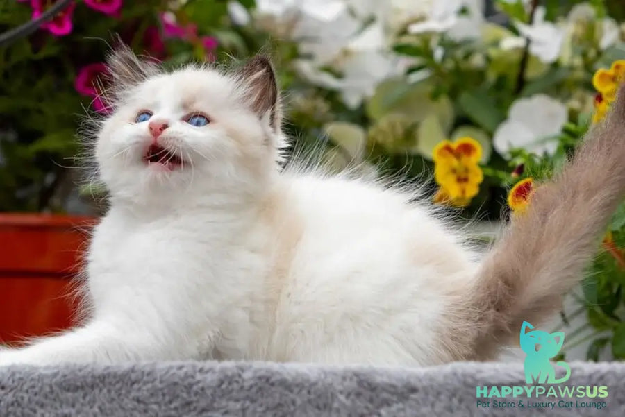 Kamila Ragdoll female seal bicolour - live animals