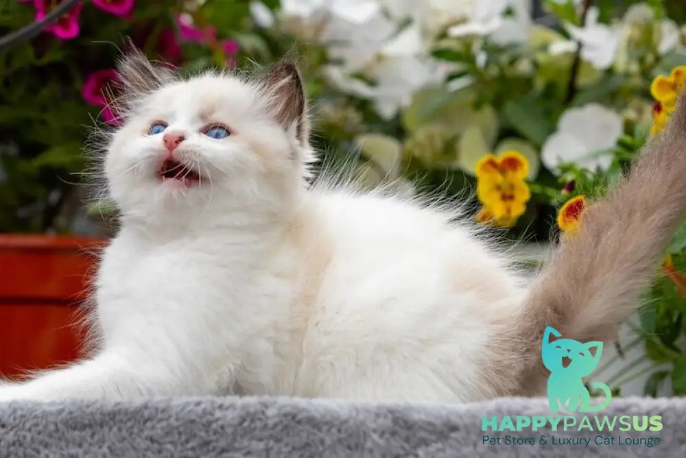 Kamila Ragdoll female seal bicolour - live animals