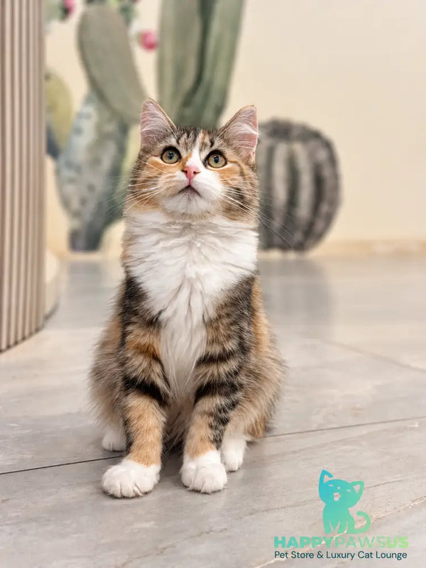 Kamila Siberian female black tortie spotted tabby - live animals