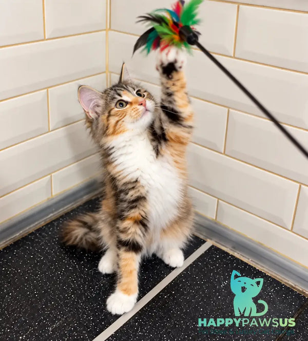 Kamila Siberian female black tortie spotted tabby - live animals