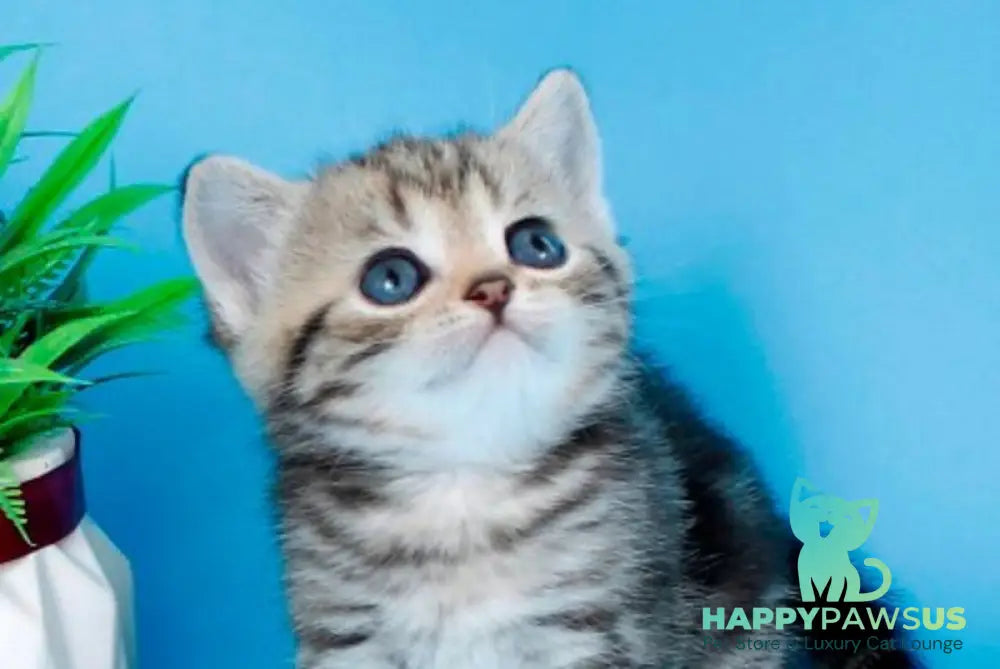 Kamilla British Shorthair female black silver tabby - live animals