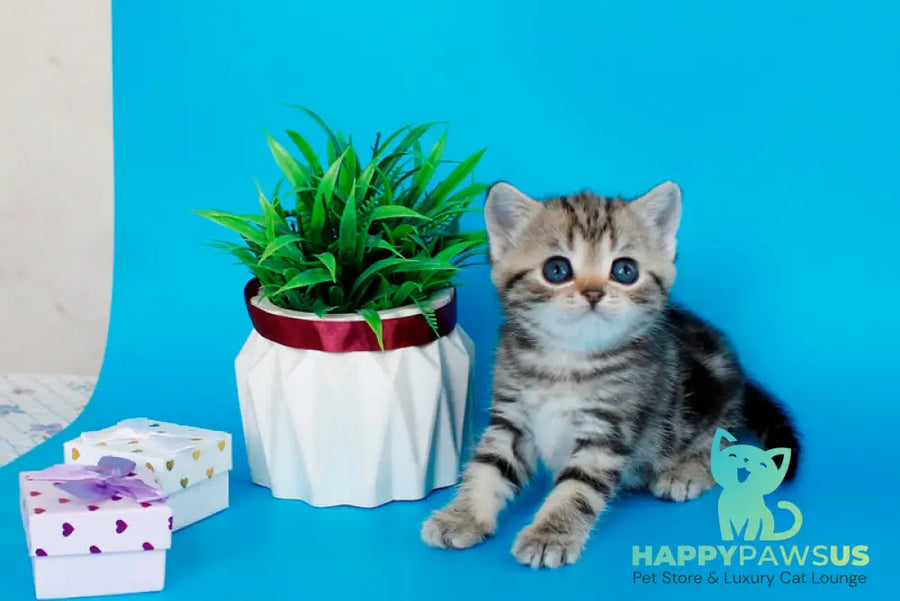 Kamilla British Shorthair female black silver tabby - live animals