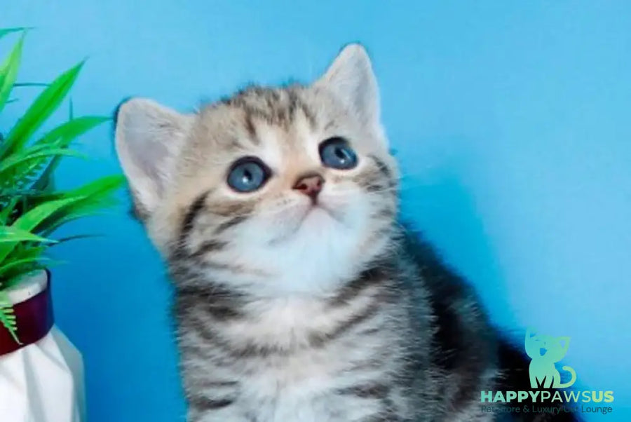 Kamilla British Shorthair female black silver tabby - live animals
