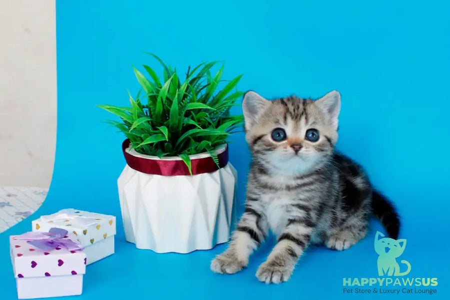 Kamilla British Shorthair female black silver tabby - live animals