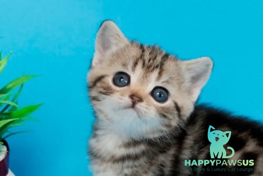 Kamilla British Shorthair female black silver tabby - live animals