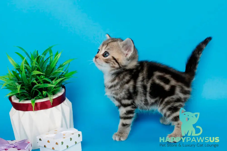 Kamilla British Shorthair female black silver tabby - live animals