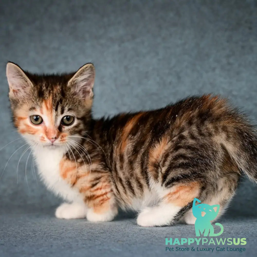 Kamilla Munchkin female black tortie spotted tabby bicolour - live animals