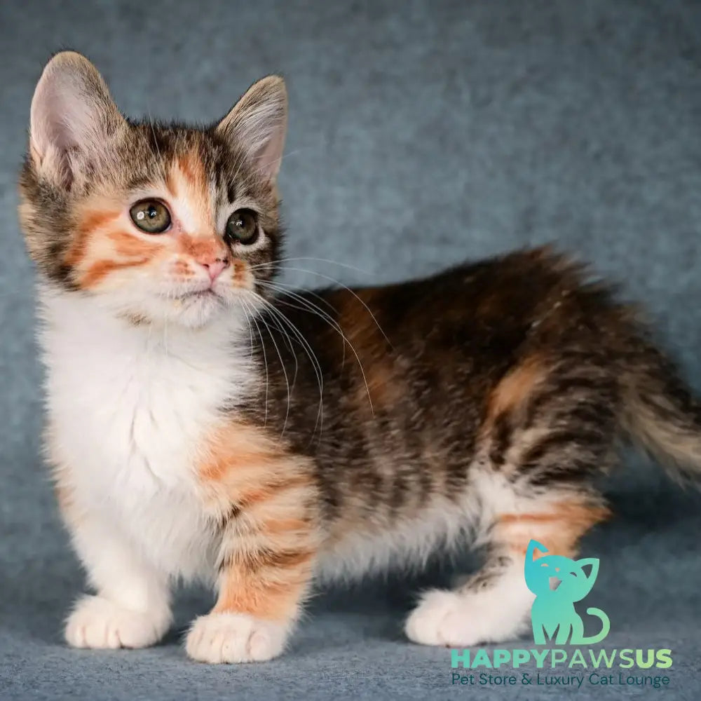 Kamilla Munchkin female black tortie spotted tabby bicolour - live animals