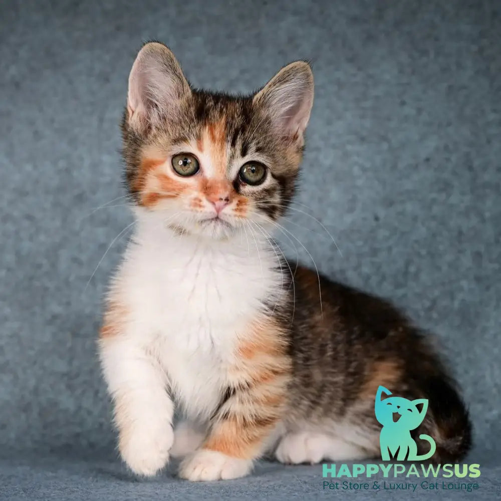 Kamilla Munchkin female black tortie spotted tabby bicolour - live animals