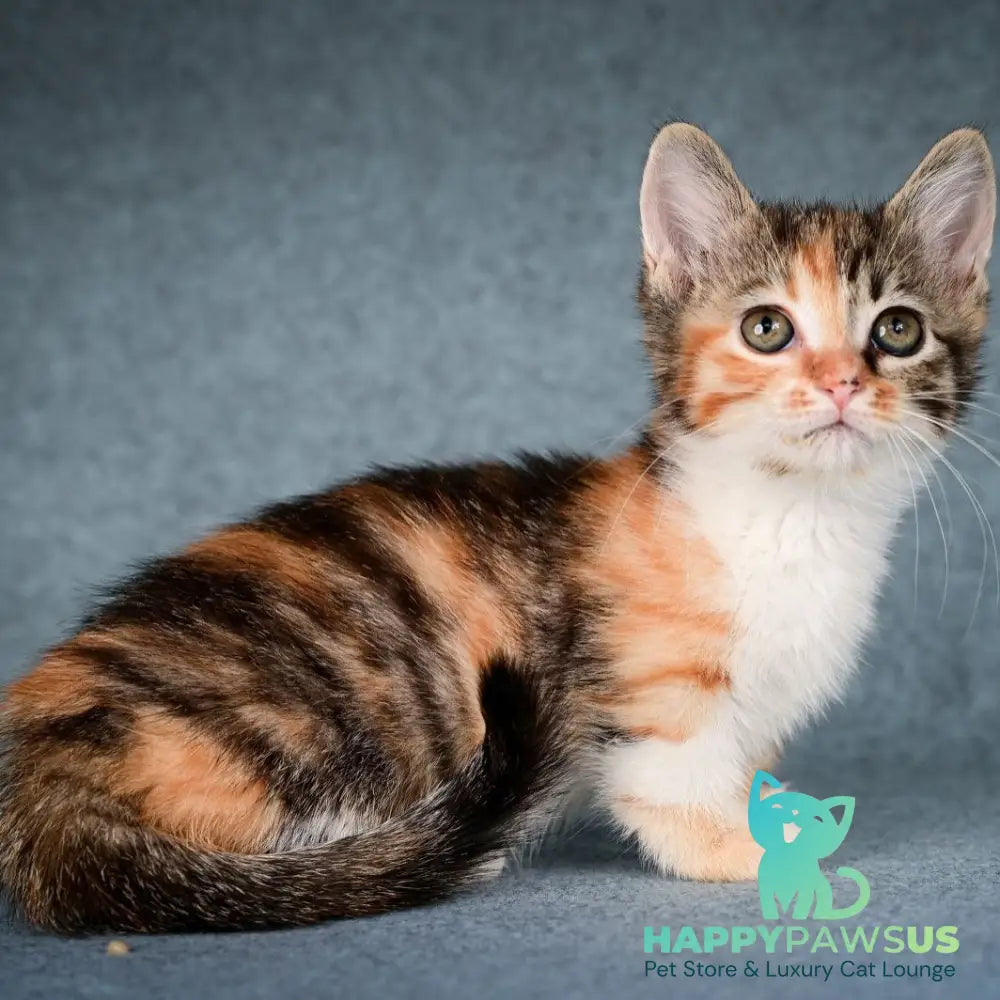 Kamilla Munchkin female black tortie spotted tabby bicolour - live animals
