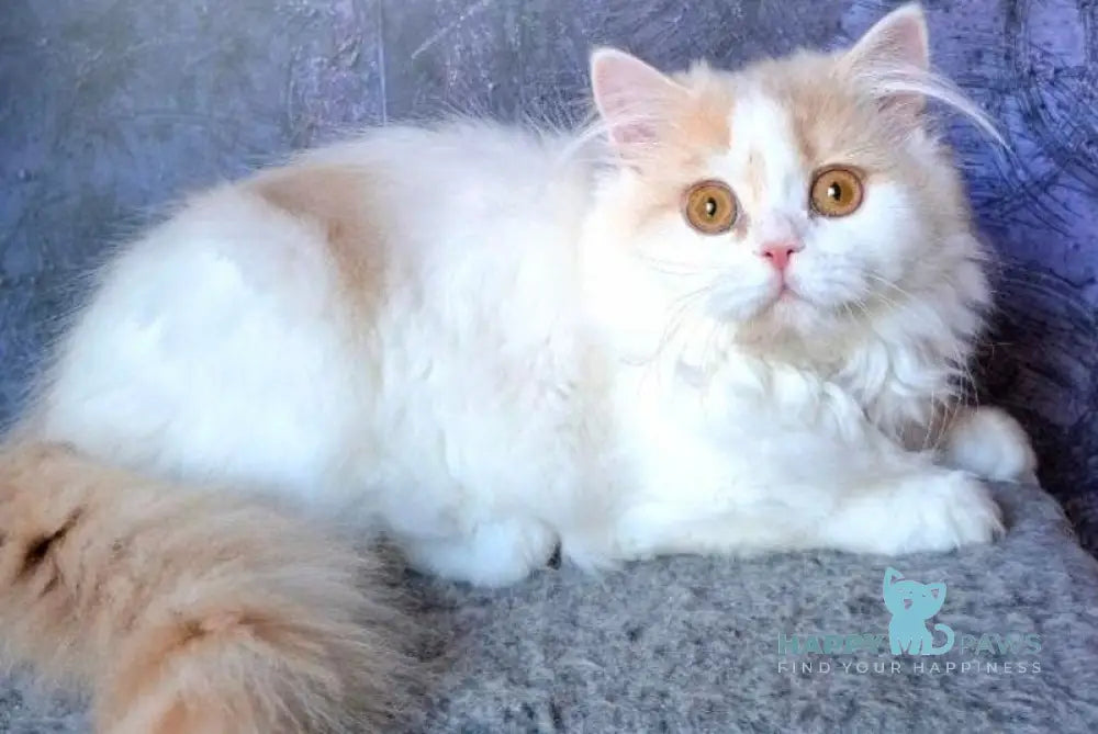 Kamilla Selkirk Straight female fawn tortie harlequin live animals