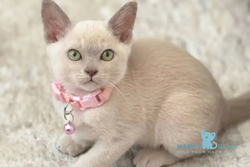 Kanna Burmese female lilac live animals
