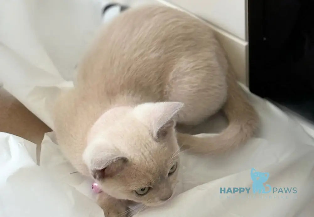 Kanna Burmese female lilac live animals