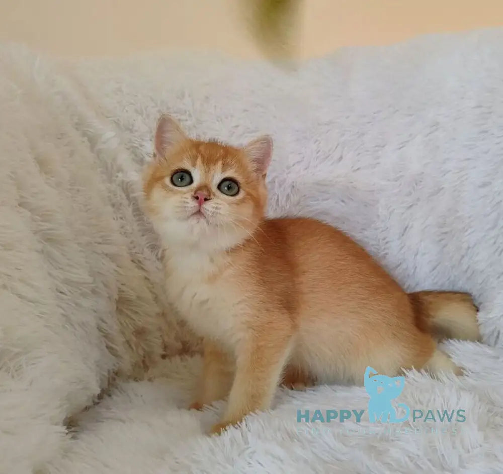 Kant British Shorthair male black golden chinchilla live animals