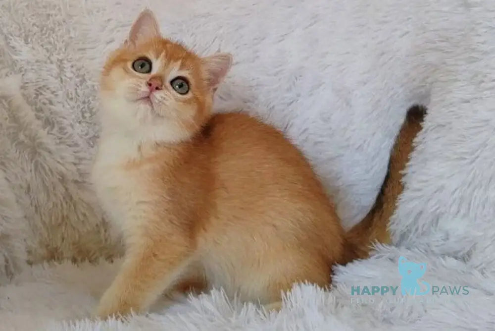 Kant British Shorthair male black golden chinchilla live animals