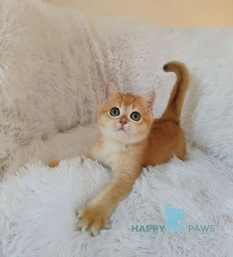 Kant British Shorthair male black golden chinchilla live animals