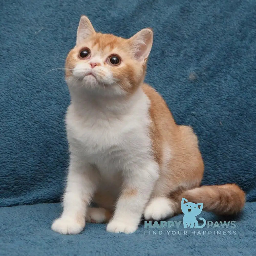 Kapelka British Shorthair female cinnamon tortie ticked tabby bicolour live animals