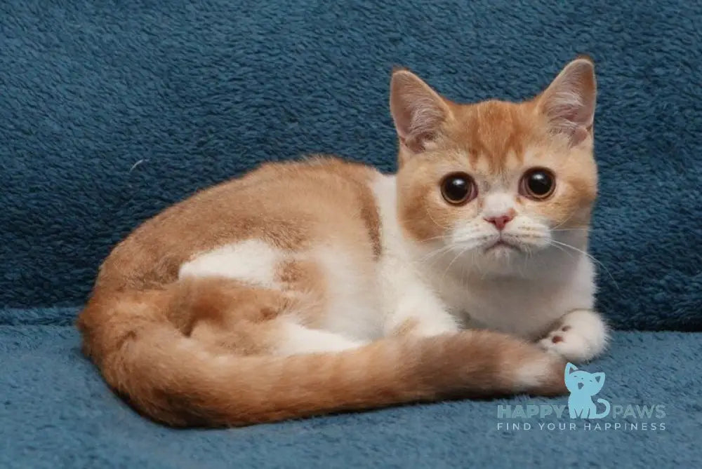 Kapelka British Shorthair female cinnamon tortie ticked tabby bicolour live animals