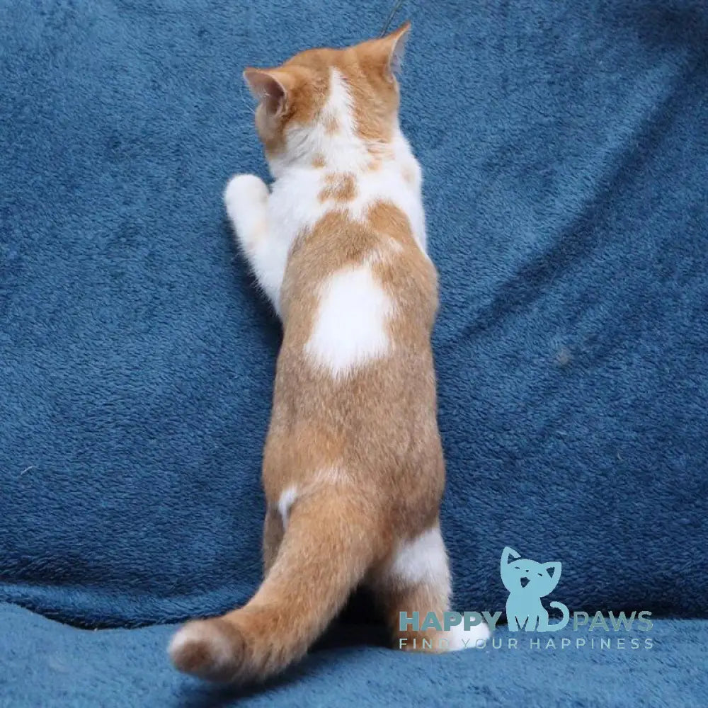 Kapelka British Shorthair female cinnamon tortie ticked tabby bicolour live animals