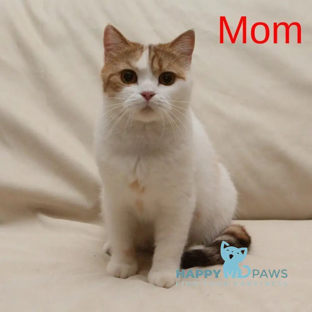 Kapelka British Shorthair female cinnamon tortie ticked tabby bicolour live animals