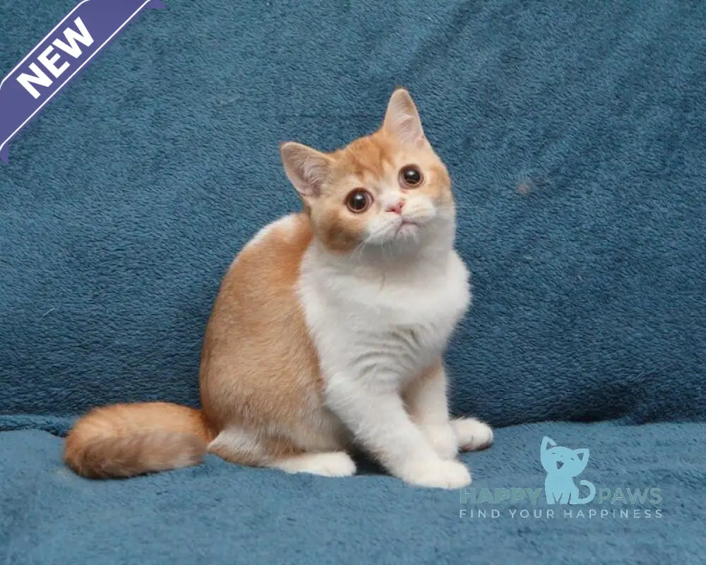 Kapelka British Shorthair female cinnamon tortie ticked tabby bicolour live animals