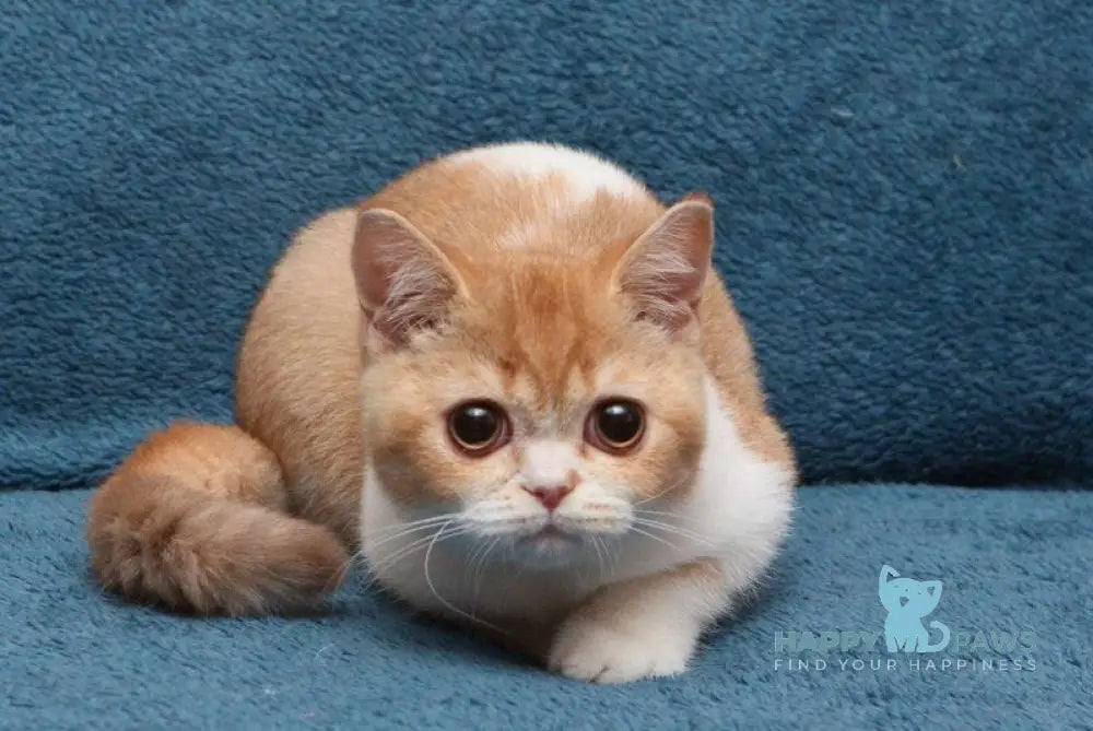Kapelka British Shorthair female cinnamon tortie ticked tabby bicolour live animals