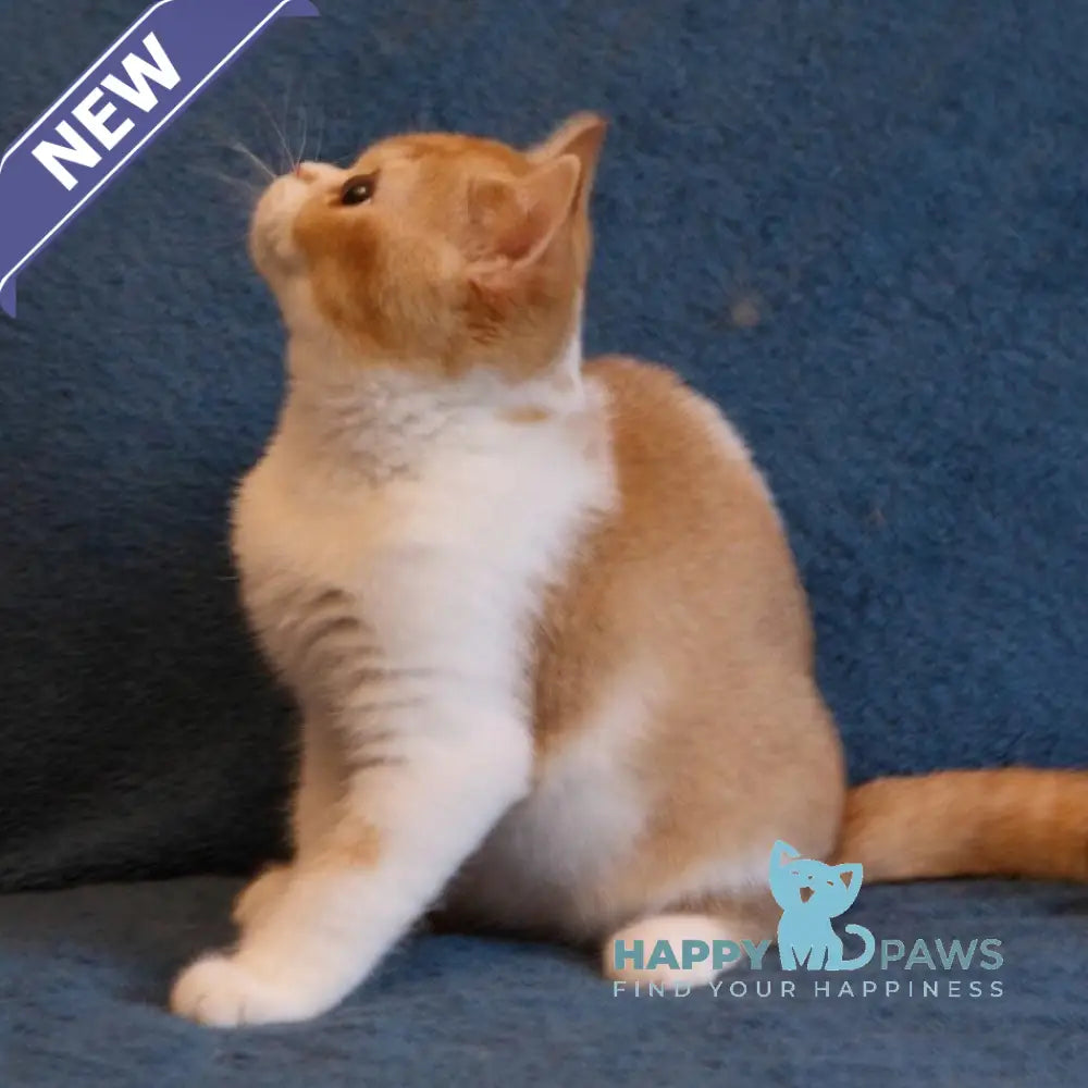 Kapelka British Shorthair female cinnamon tortie ticked tabby bicolour live animals