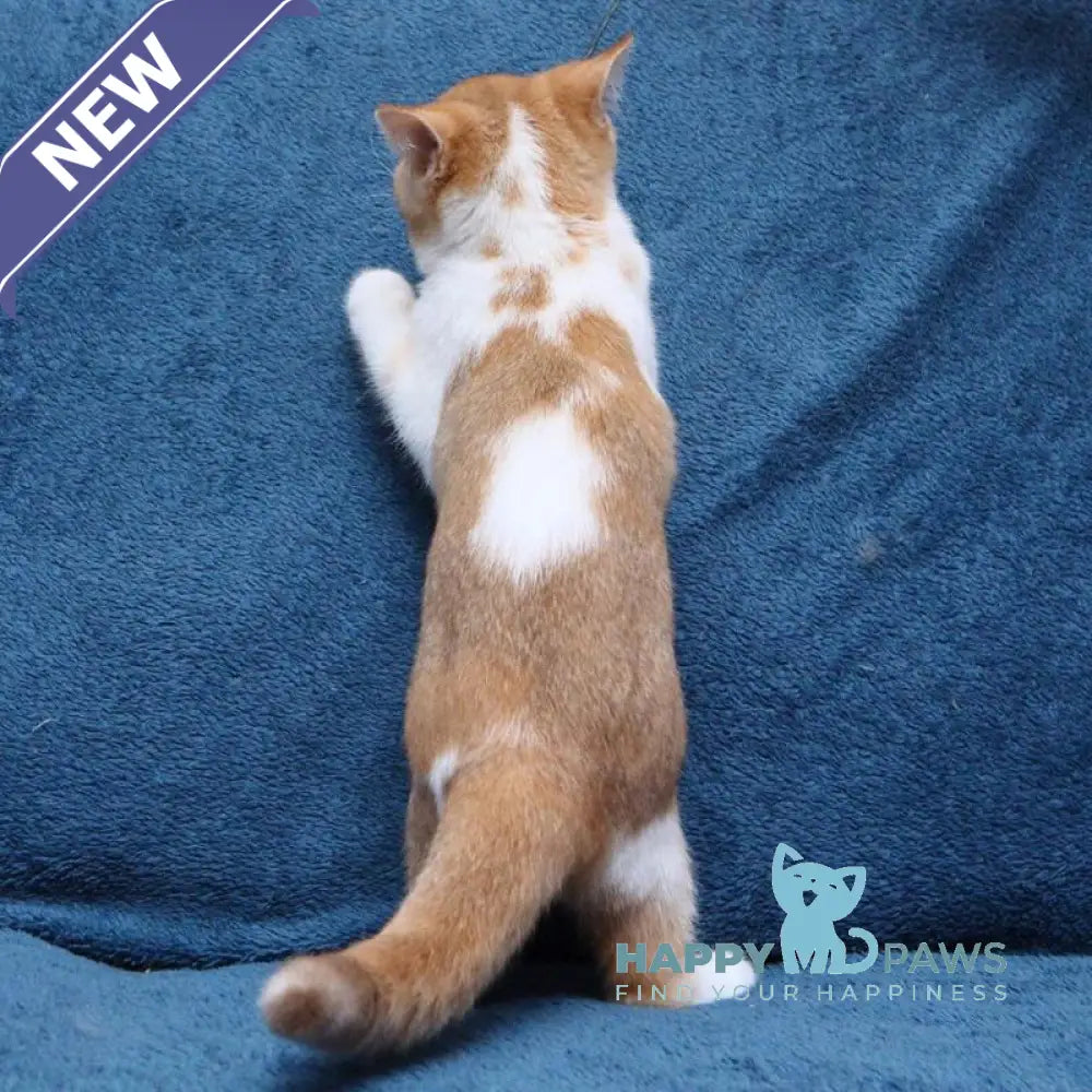 Kapelka British Shorthair female cinnamon tortie ticked tabby bicolour live animals