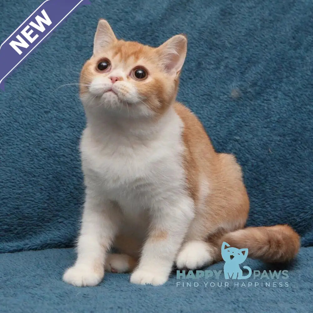 Kapelka British Shorthair female cinnamon tortie ticked tabby bicolour live animals
