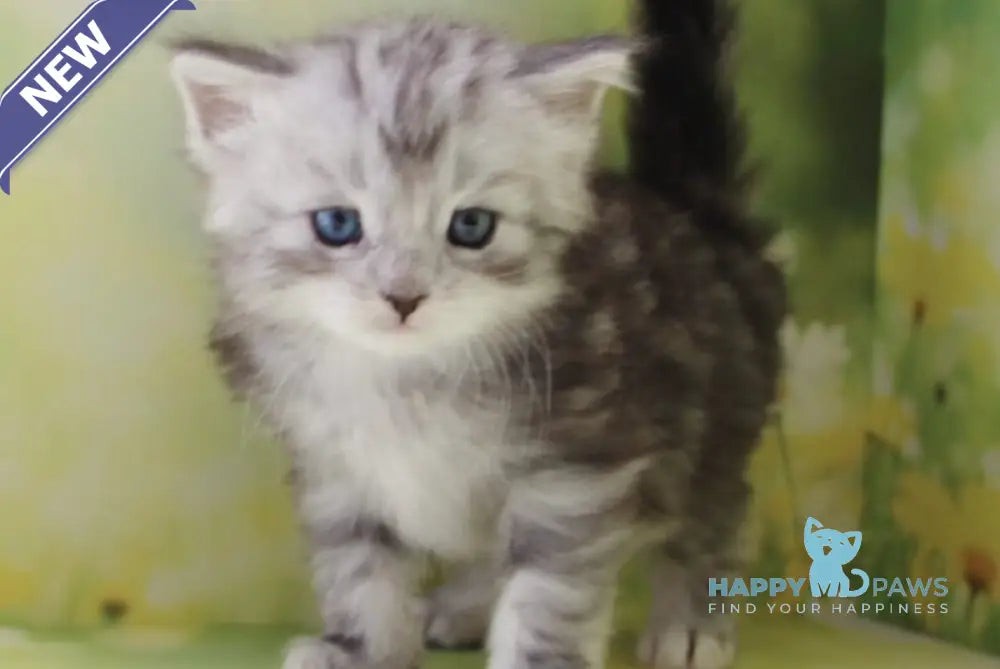 Kapiton Siberian male black silver tabby with white - live animals