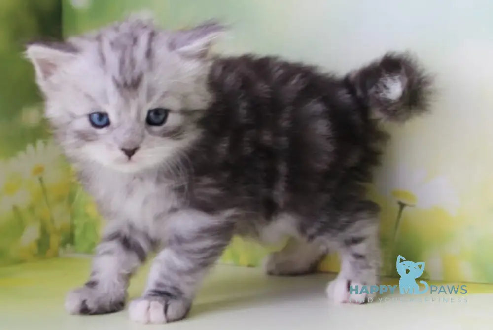 Kapiton Siberian male black silver tabby with white - live animals