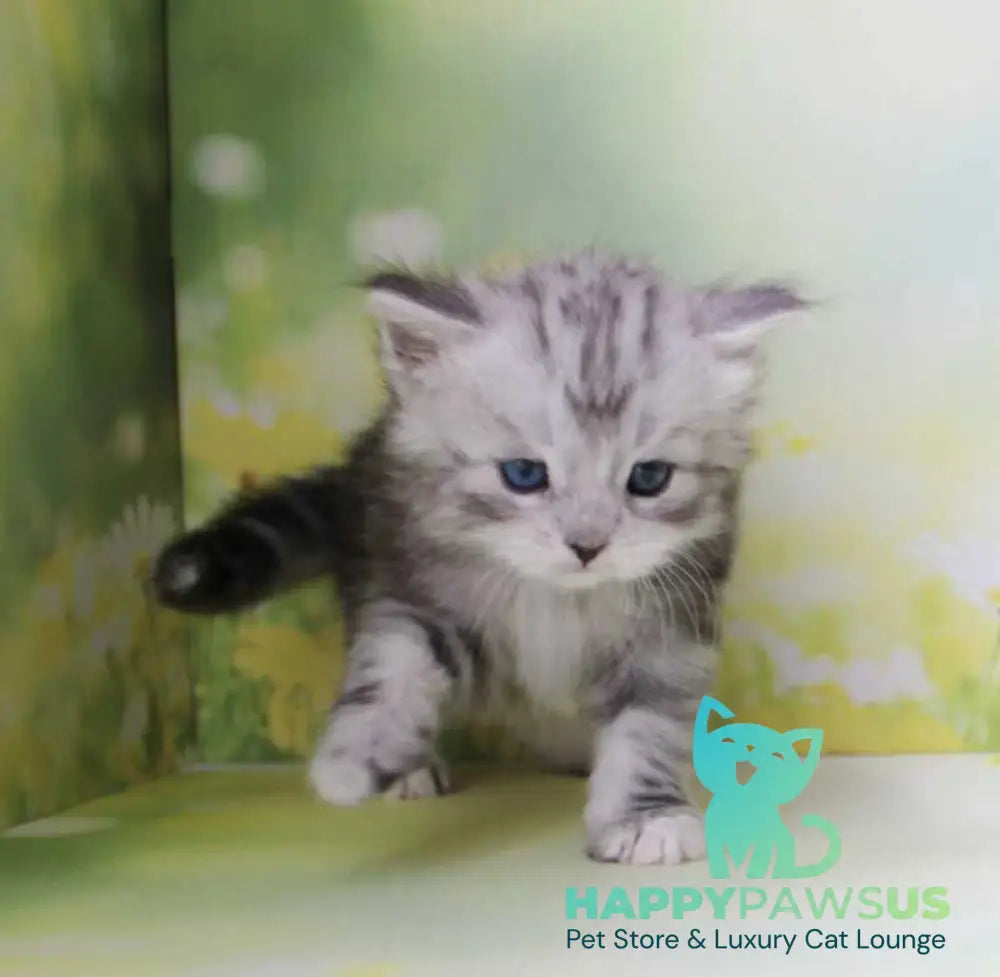Kapiton Siberian male black silver tabby with white - live animals