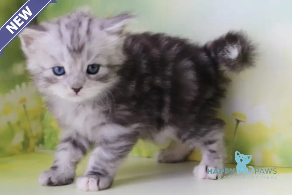 Kapiton Siberian male black silver tabby with white - live animals
