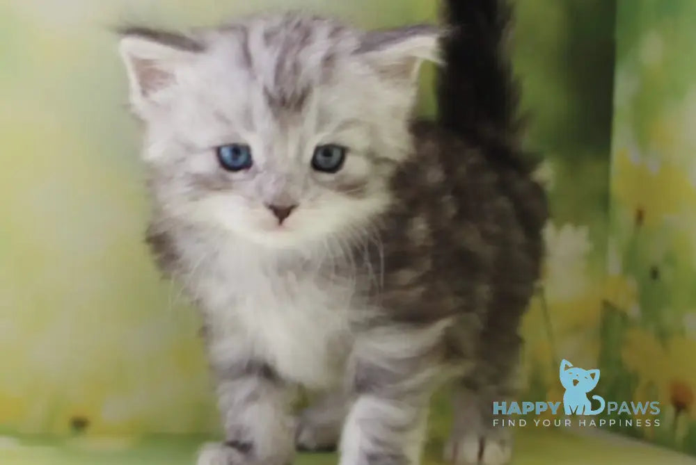 Kapiton Siberian male black silver tabby with white - live animals
