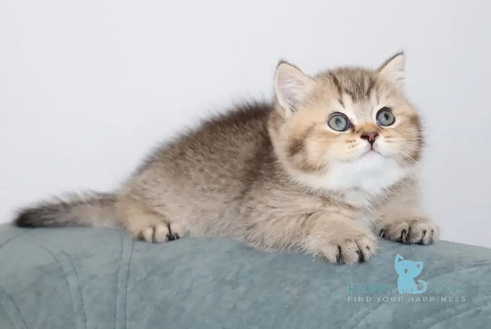 Kapitosha British Shorthair male black golden ticked tabby live animals