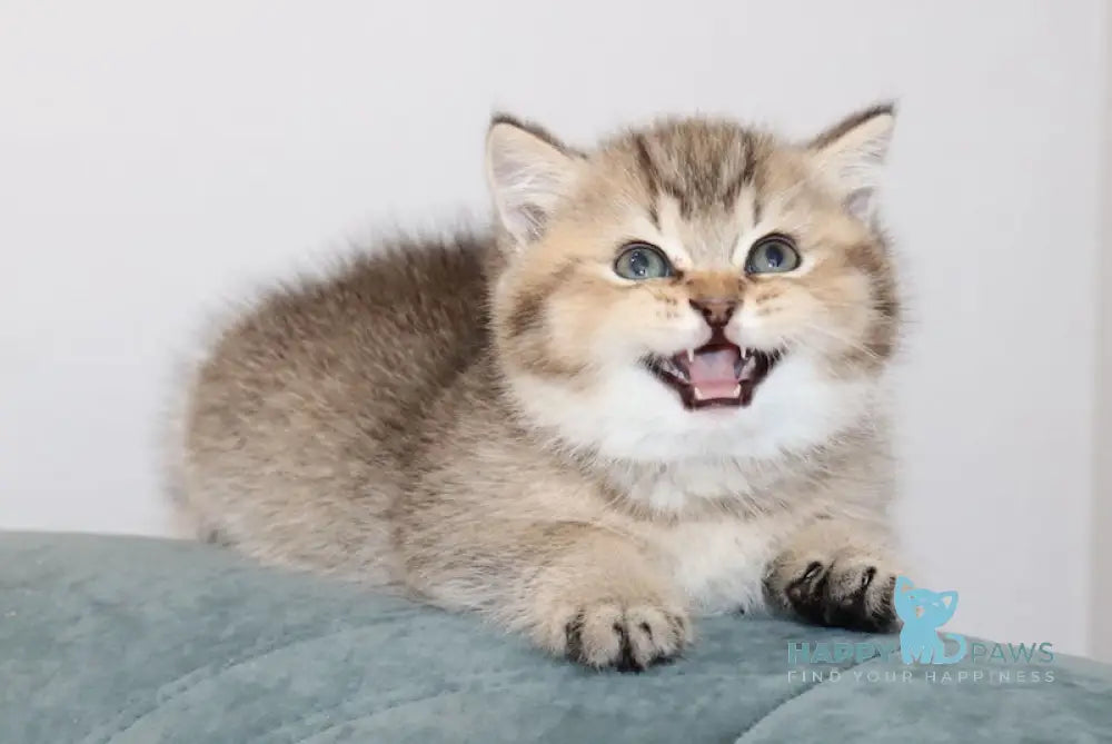 Kapitosha British Shorthair male black golden ticked tabby live animals