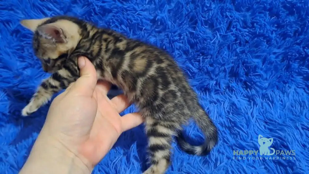 Kara Bengal female black spotted tabby - live animals