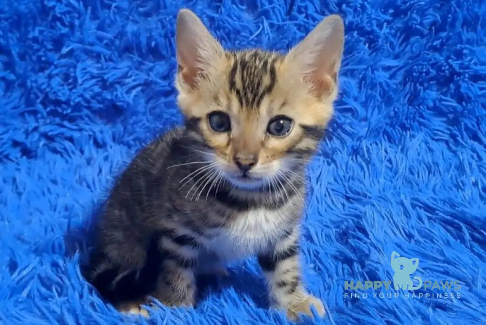 Kara Bengal female black spotted tabby - live animals