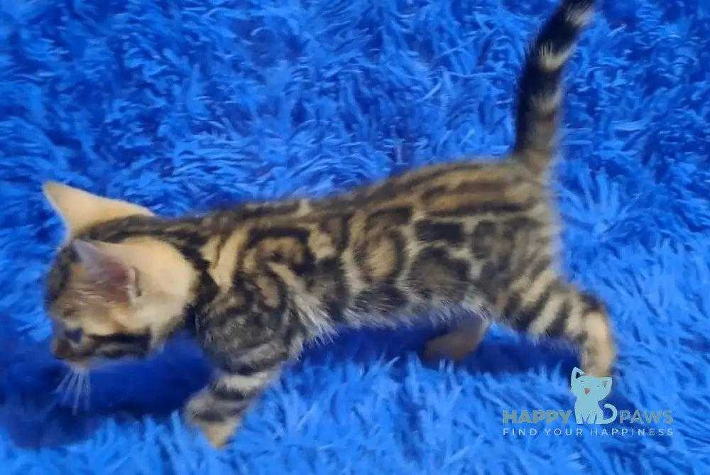 Kara Bengal female black spotted tabby - live animals