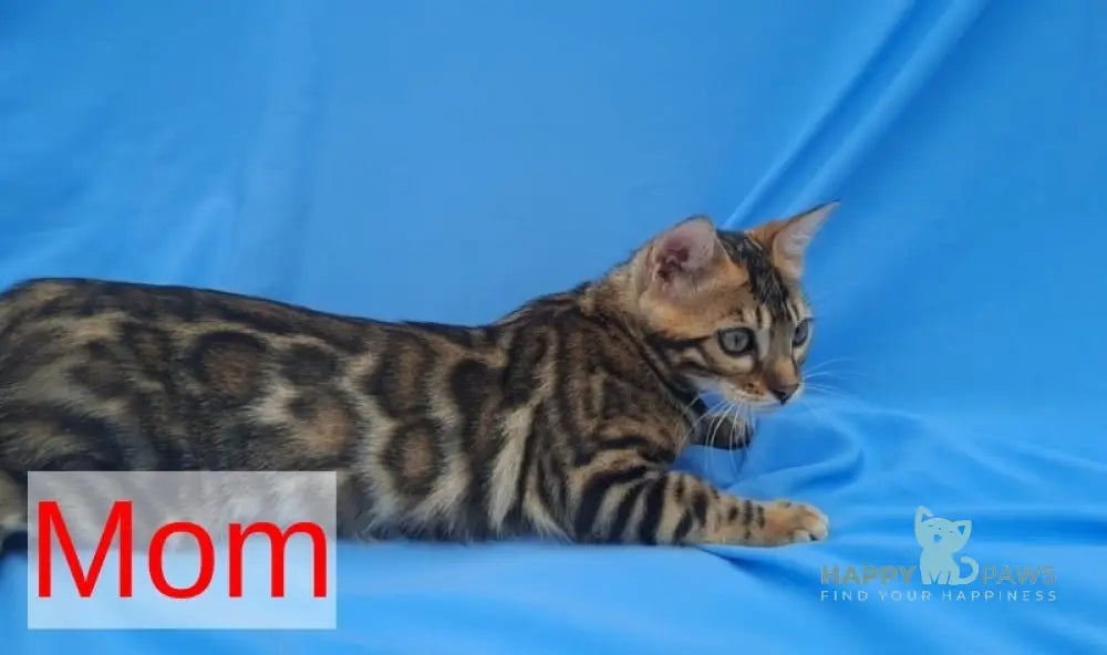 Kara Bengal female black spotted tabby - live animals