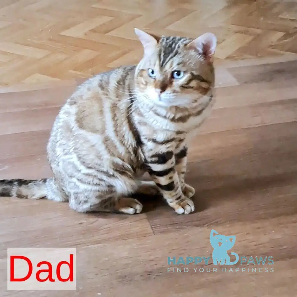 Kara Bengal female black spotted tabby - live animals