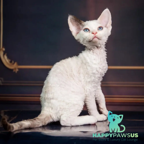 Karamel Devon Rex female blue tortie pointed - live animals