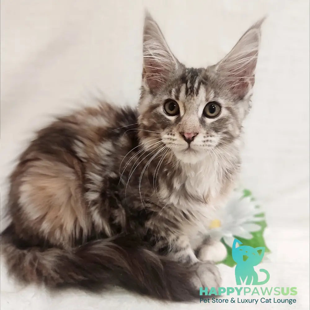 Karamelka Maine Coon female black tortie silver - live animals
