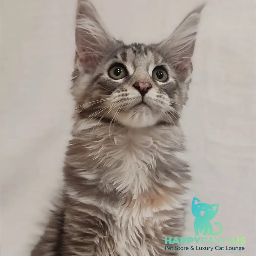 Karamelka Maine Coon female black tortie silver - live animals