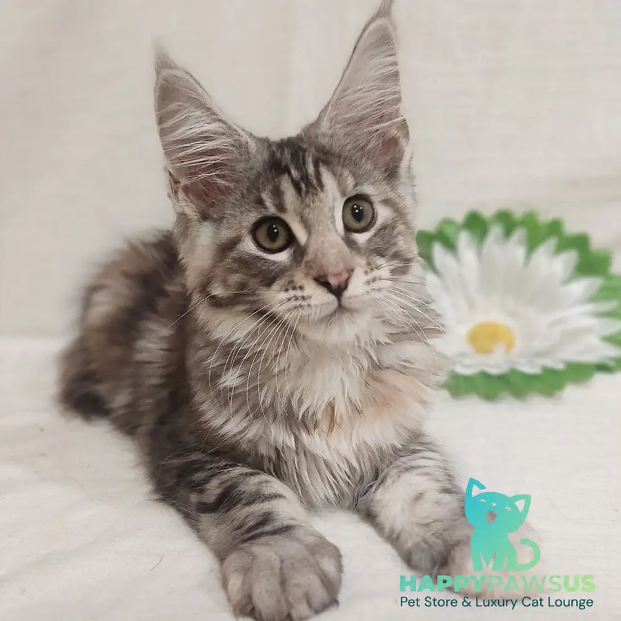 Karamelka Maine Coon female black tortie silver - live animals